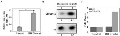 A virulence-associated small RNA MTS1338 activates an ABC transporter CydC for rifampicin efflux in Mycobacterium tuberculosis